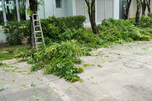 Best Tree Disease Treatment  in Newport, SC